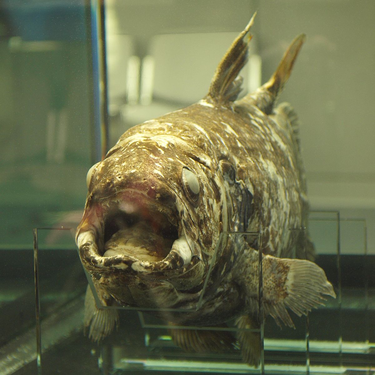 Latimeria menadoensis
