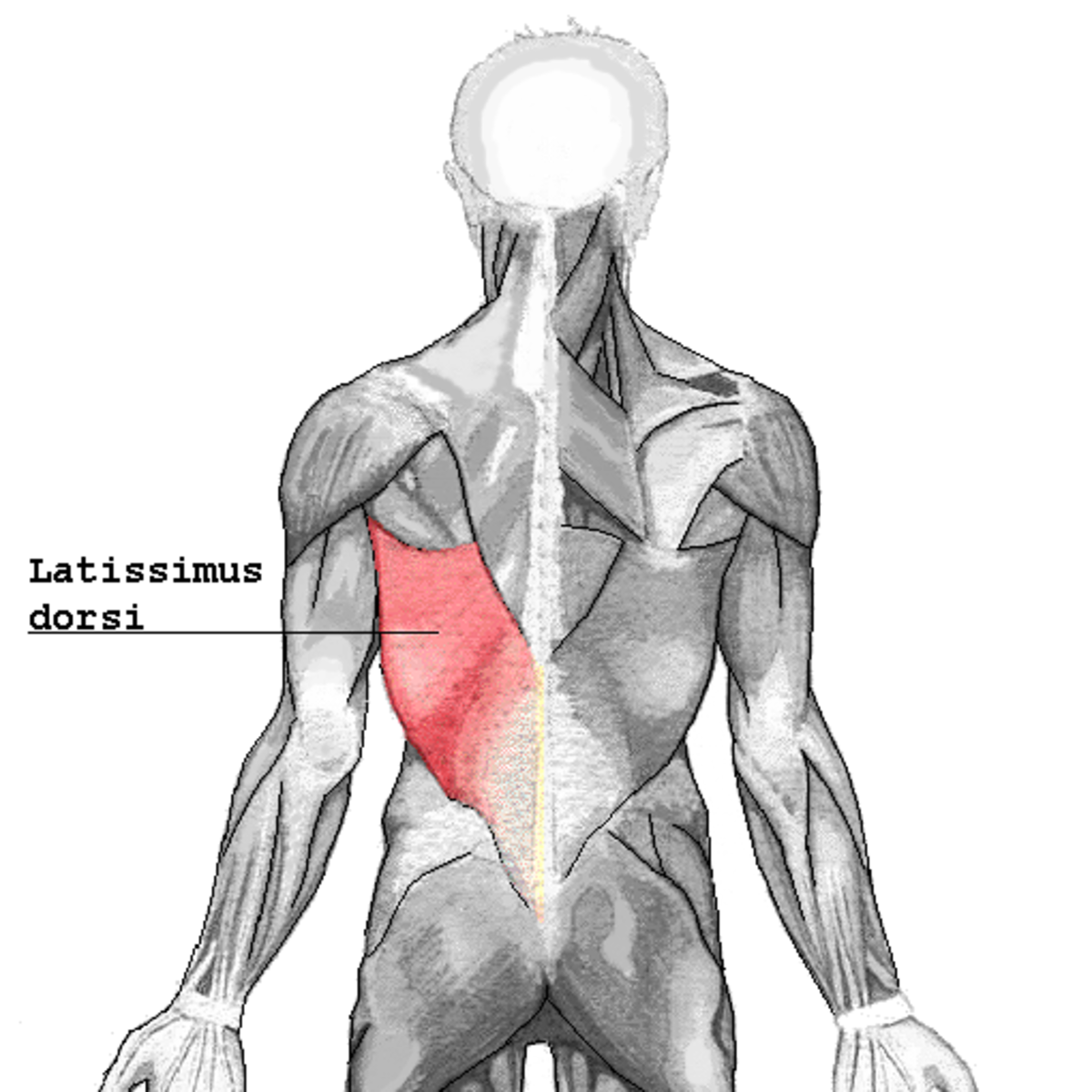 Muscle grand dorsal