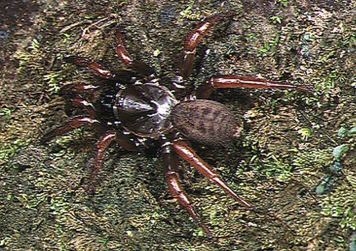 Latouchia