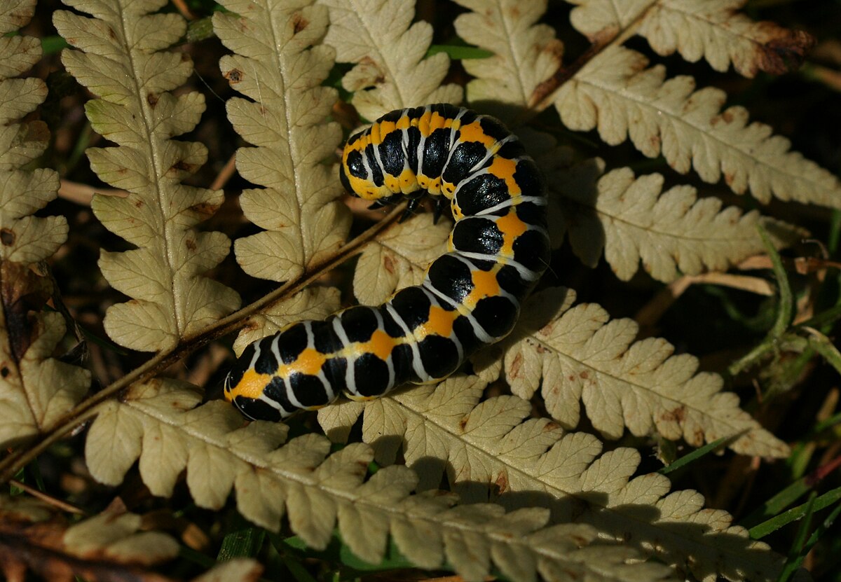 Chenille de Cucullia lactucae