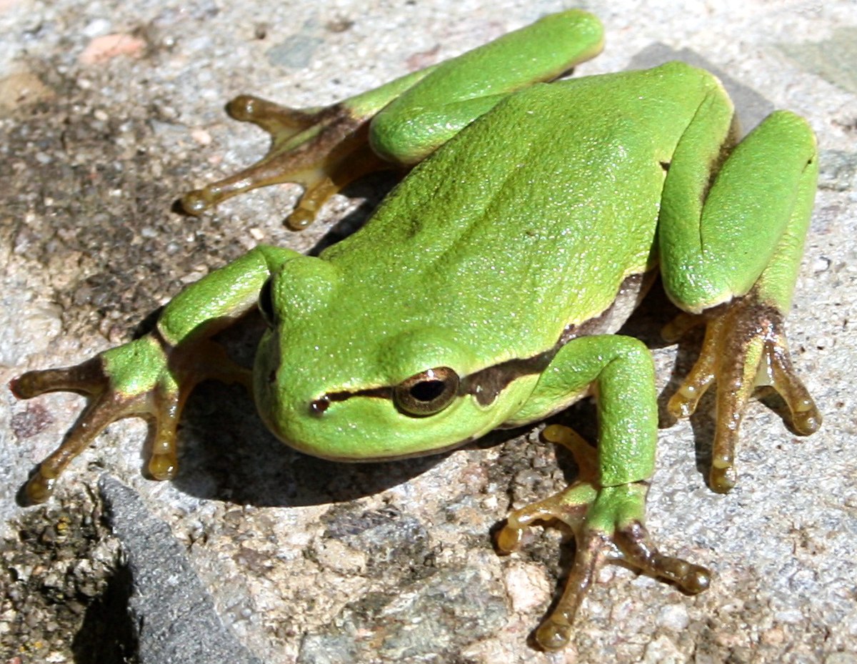 Rainette verte