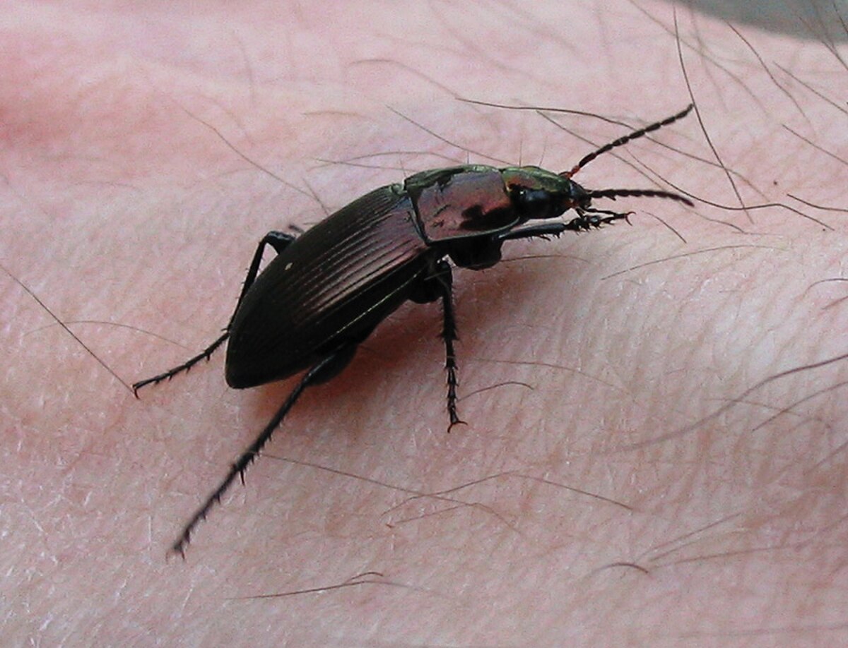 Poecilus