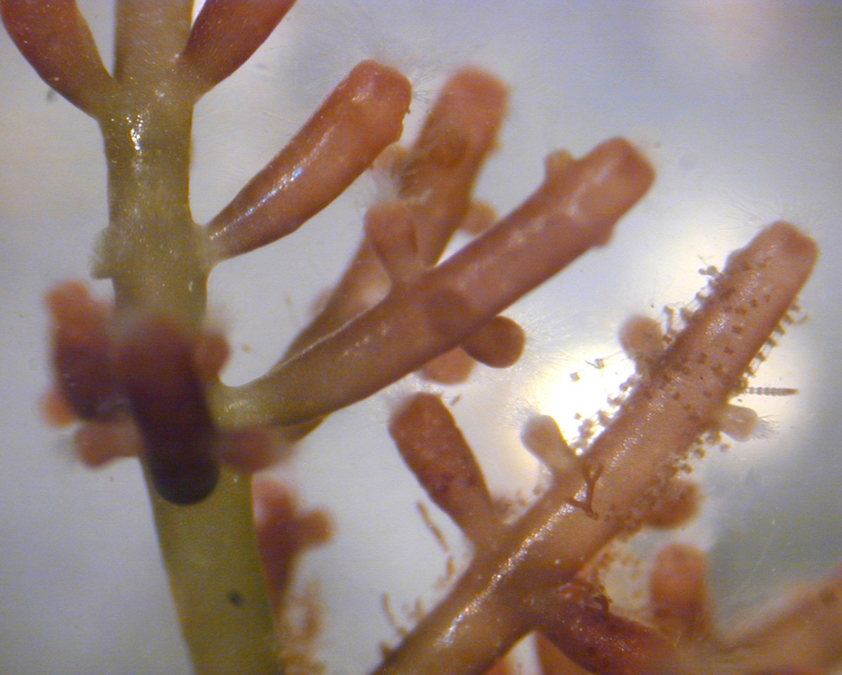 Rhodophyta (classification phylogénétique)