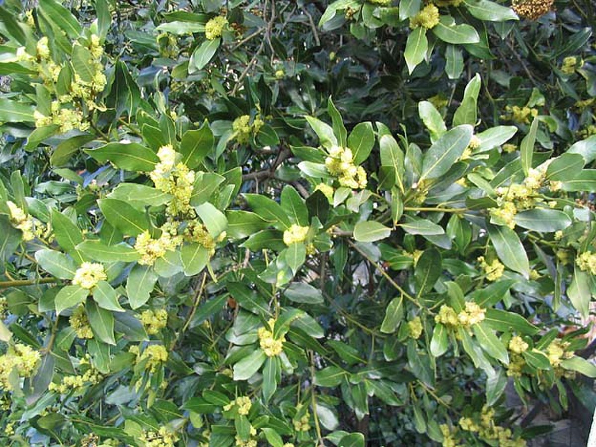 Lauraceae