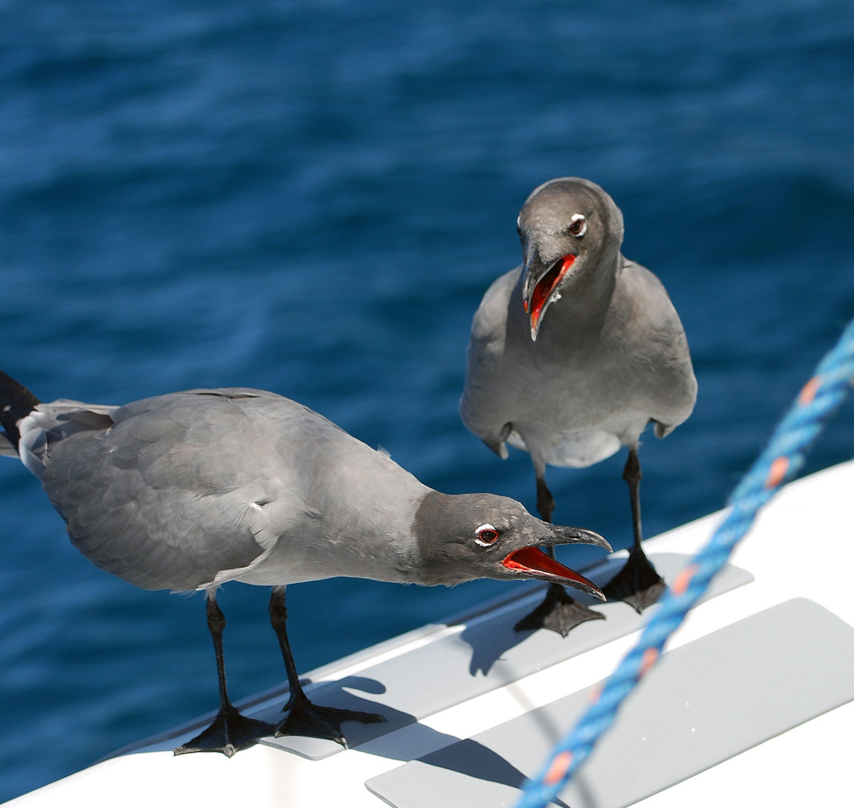 Mouette obscure