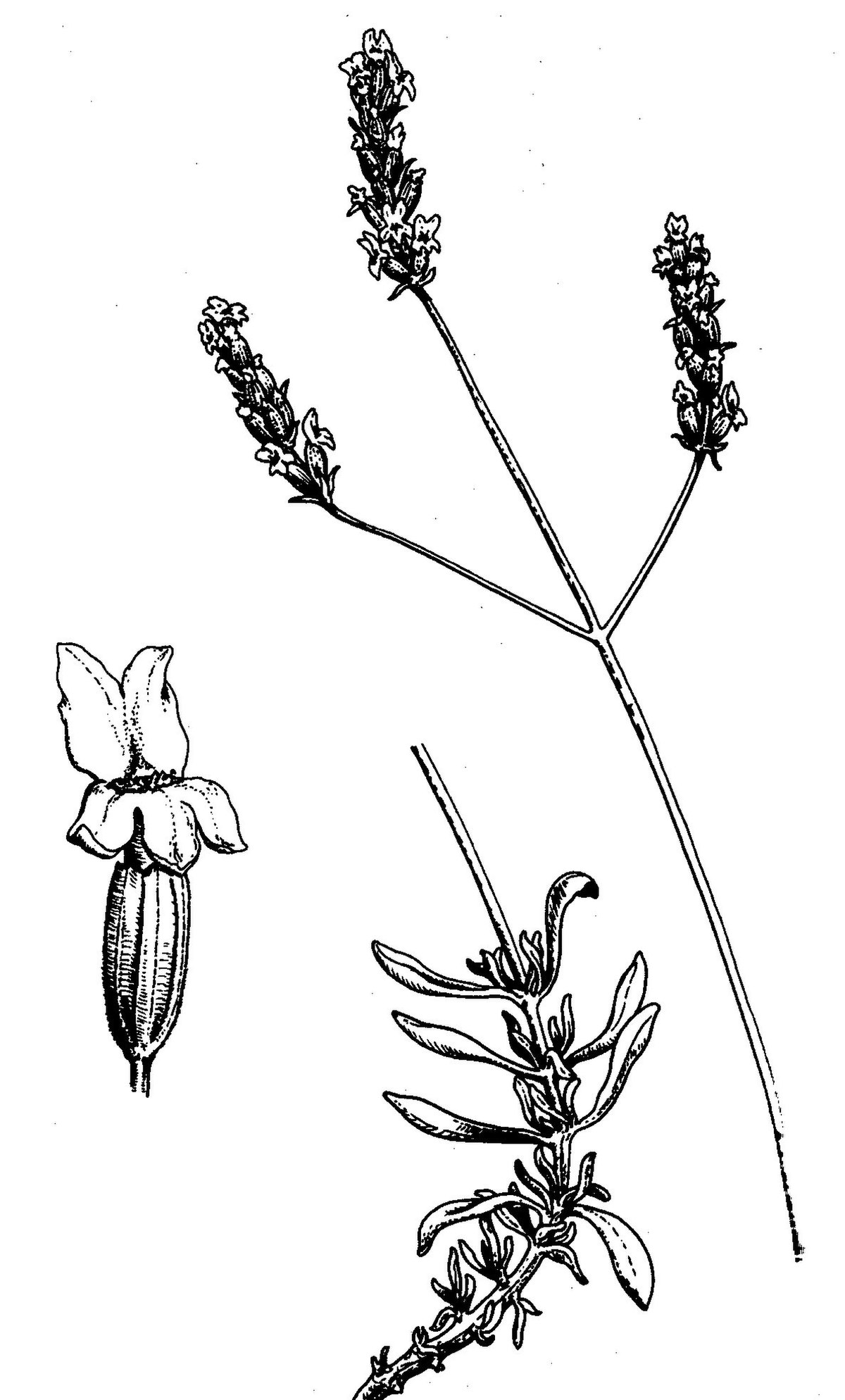 Lavandula latifolia