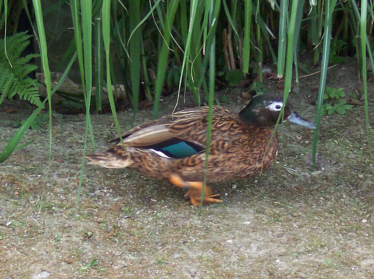 Canard de Laysan