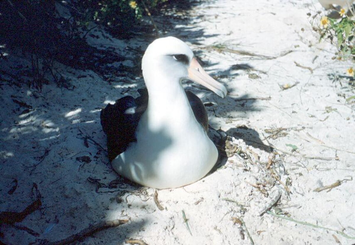 Albatros de Laysan