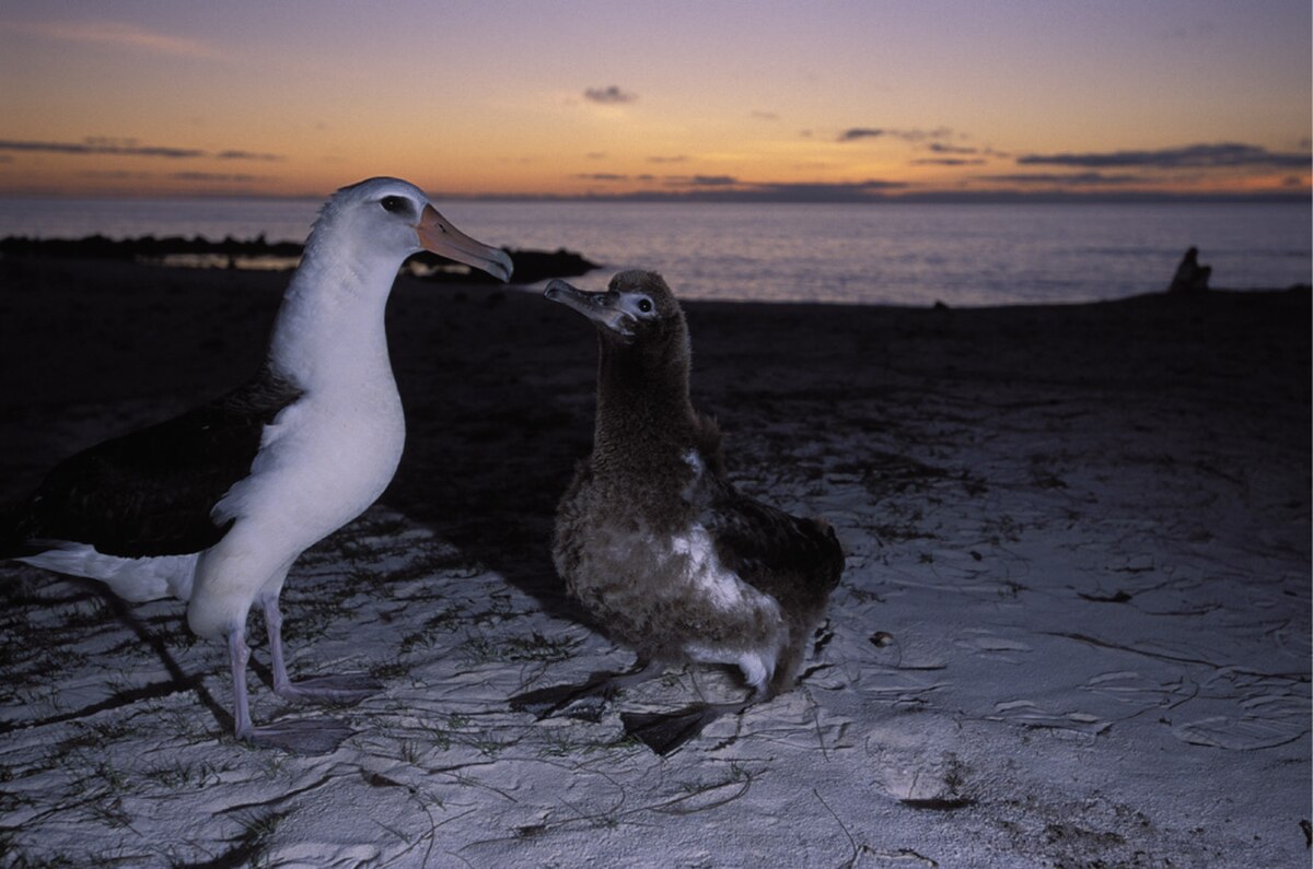 Adulte avec son poussin