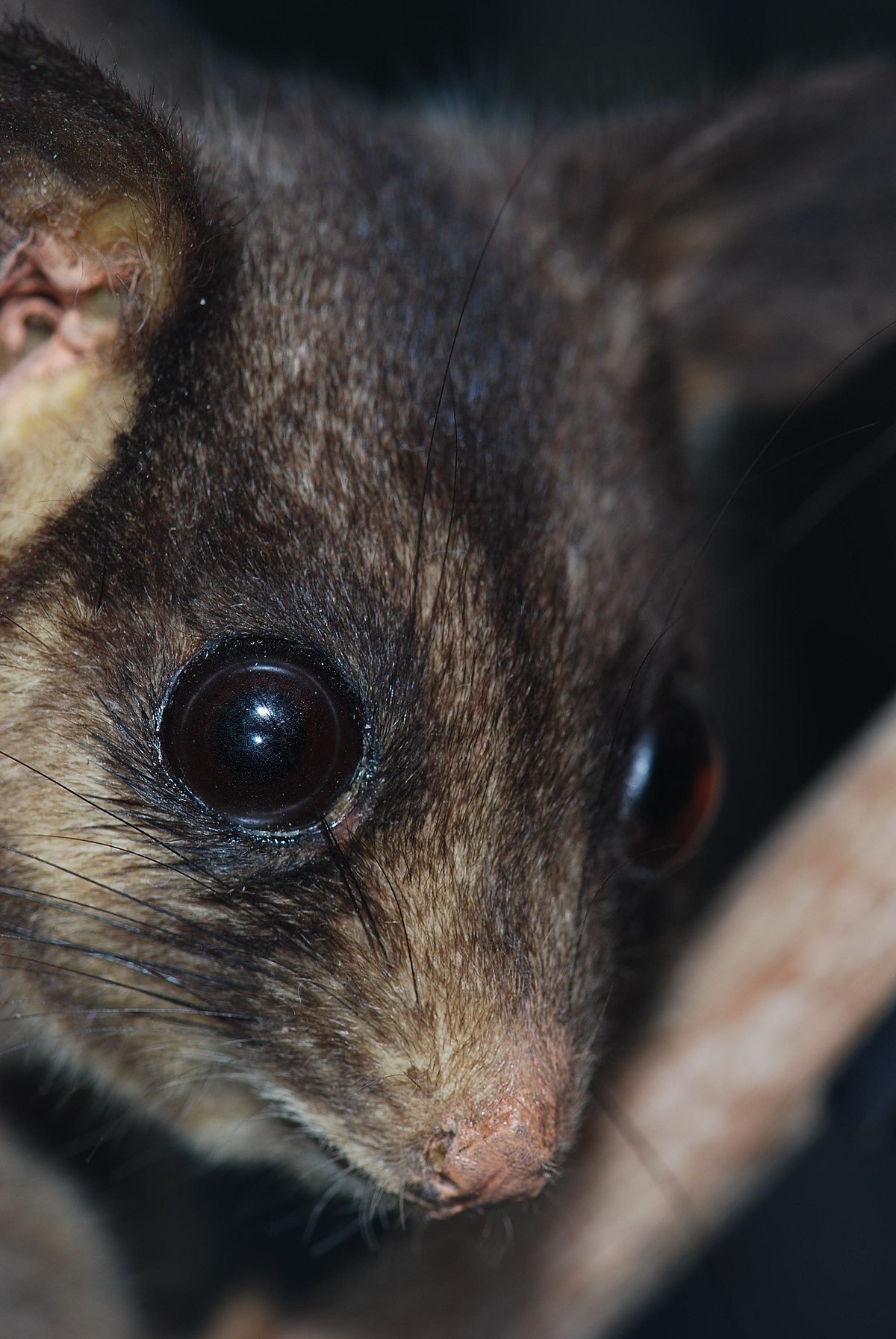 Gymnobelideus leadbeateri