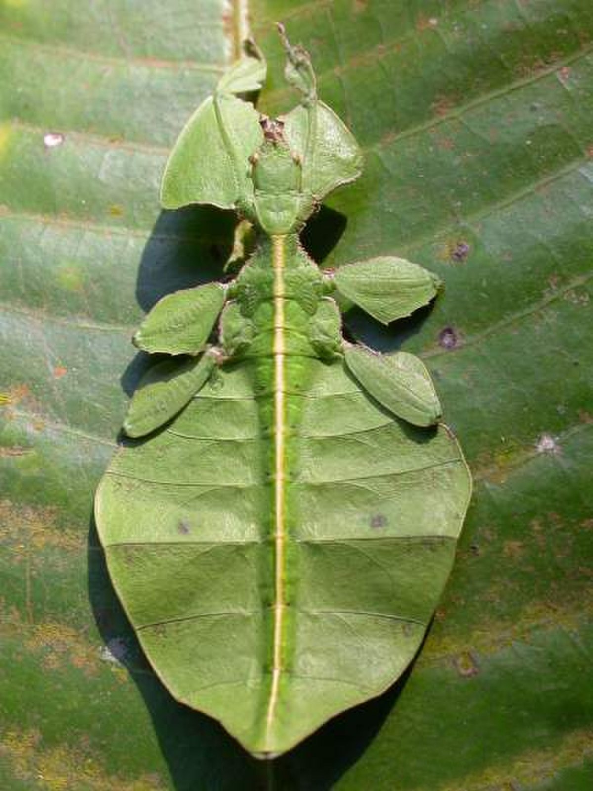 Phasmatodea