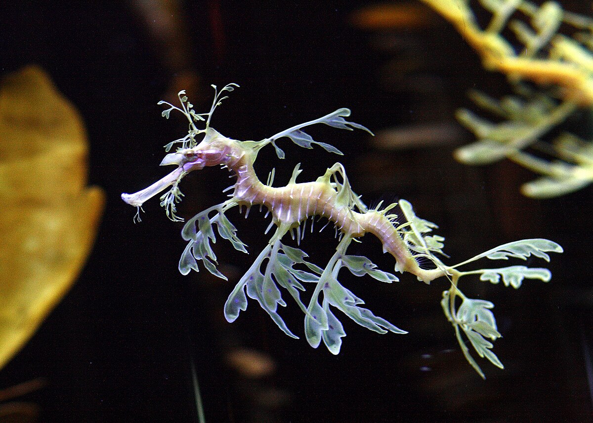 Phycodurus eques