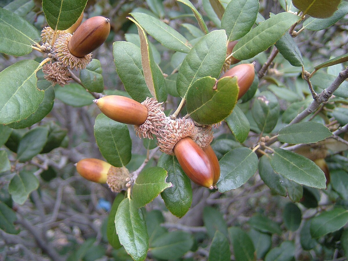 Liste de plantes endémiques de Chypre