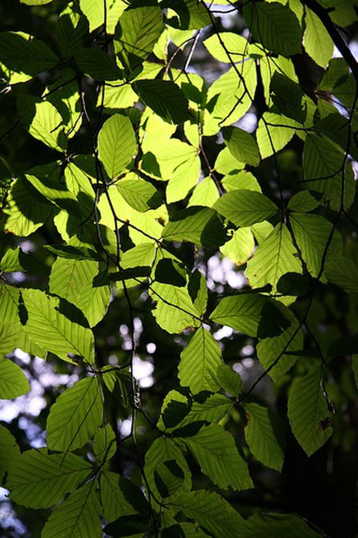 Chlorophylle