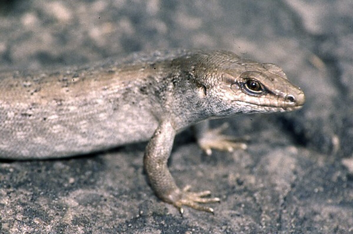 Leiolopisma