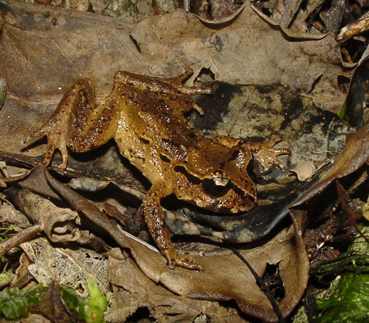 Leiopelma hamiltoni