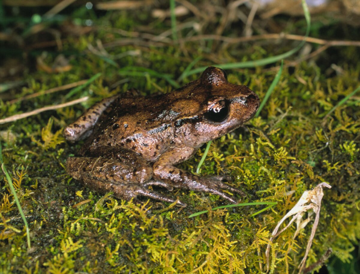 Leiopelma pakeka