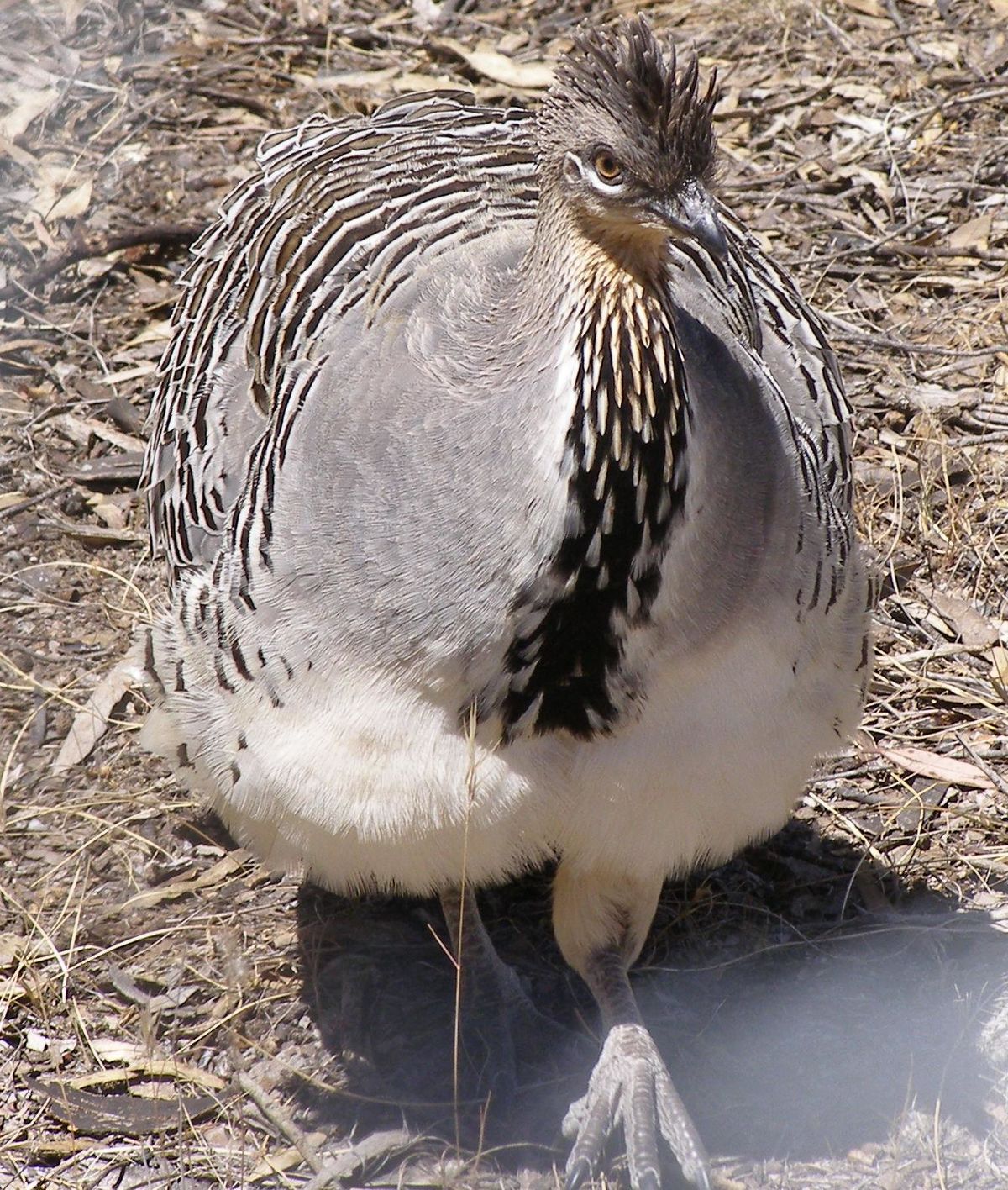 Léipoa ocellé