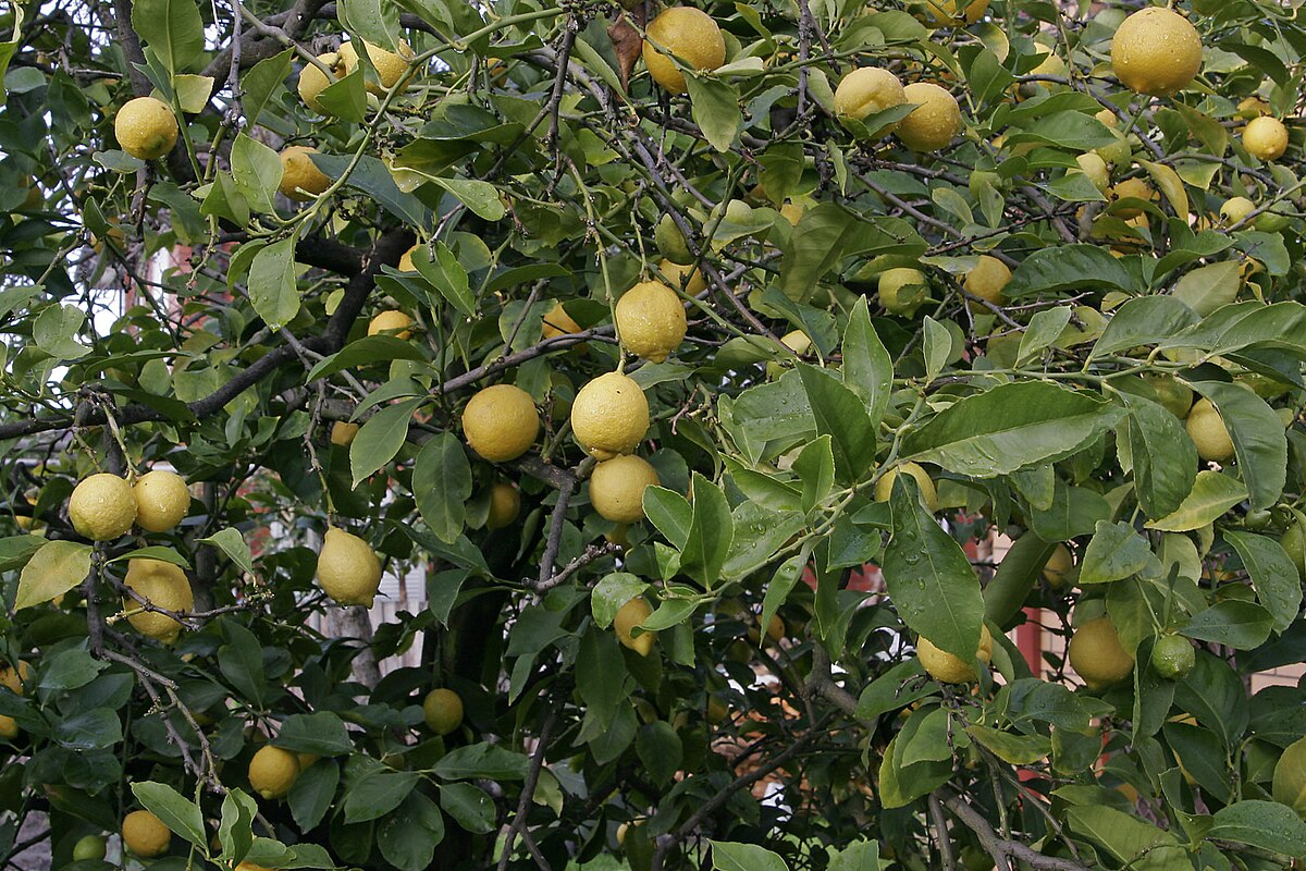 Citronnier