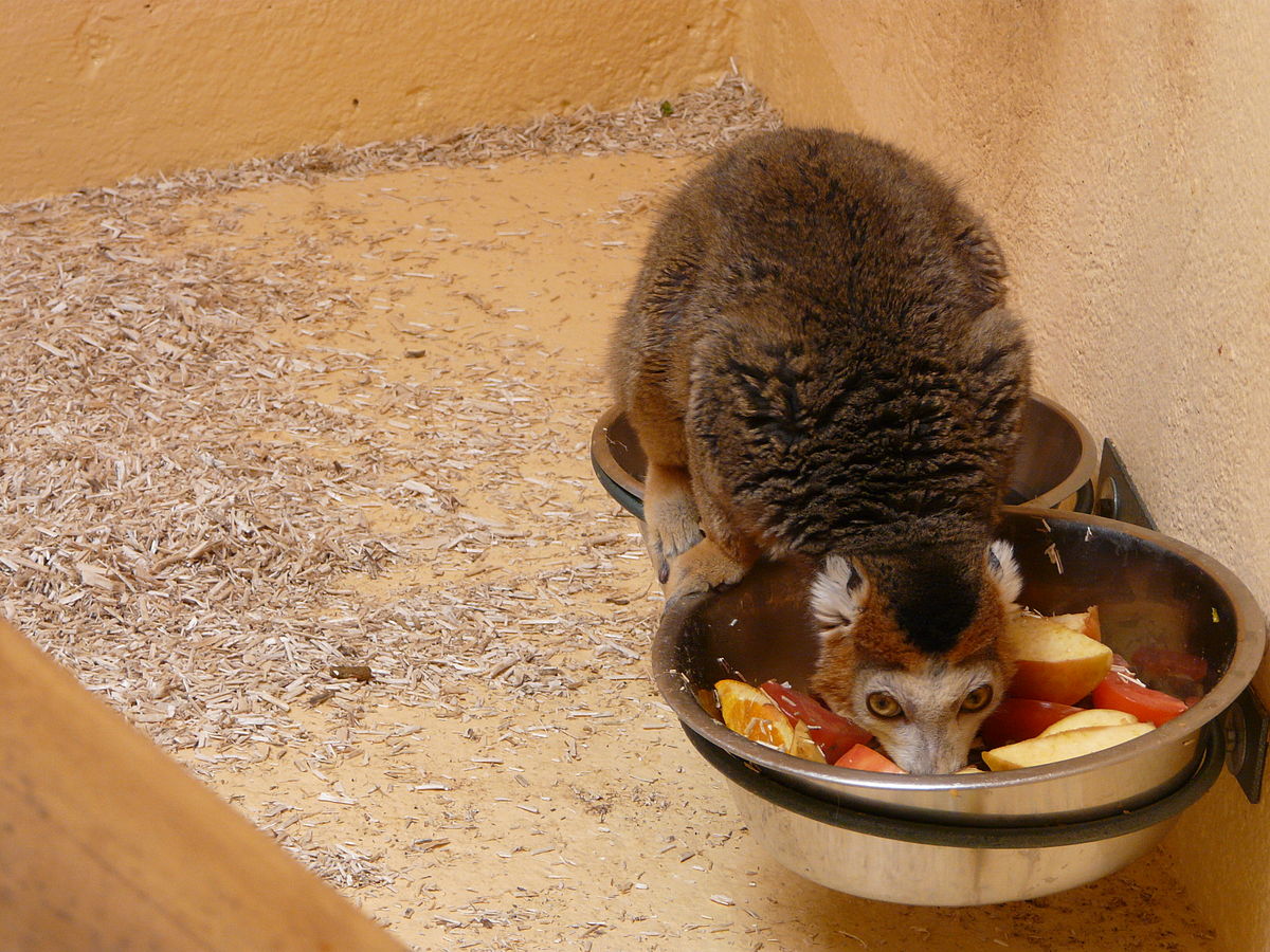 Parc zoologique de Lunaret