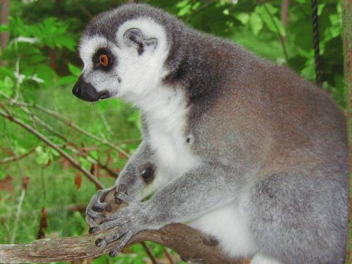 Lemuriformes