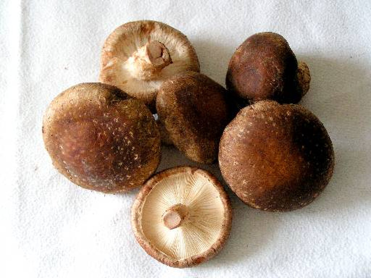 Lentinula edodes