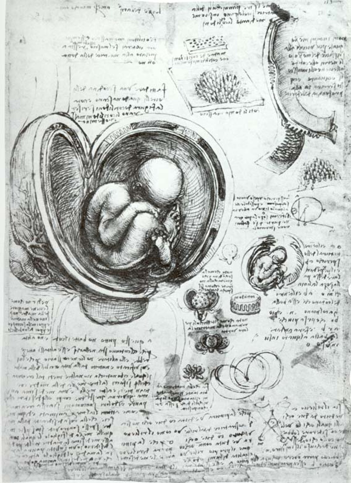 Embryogenèse humaine