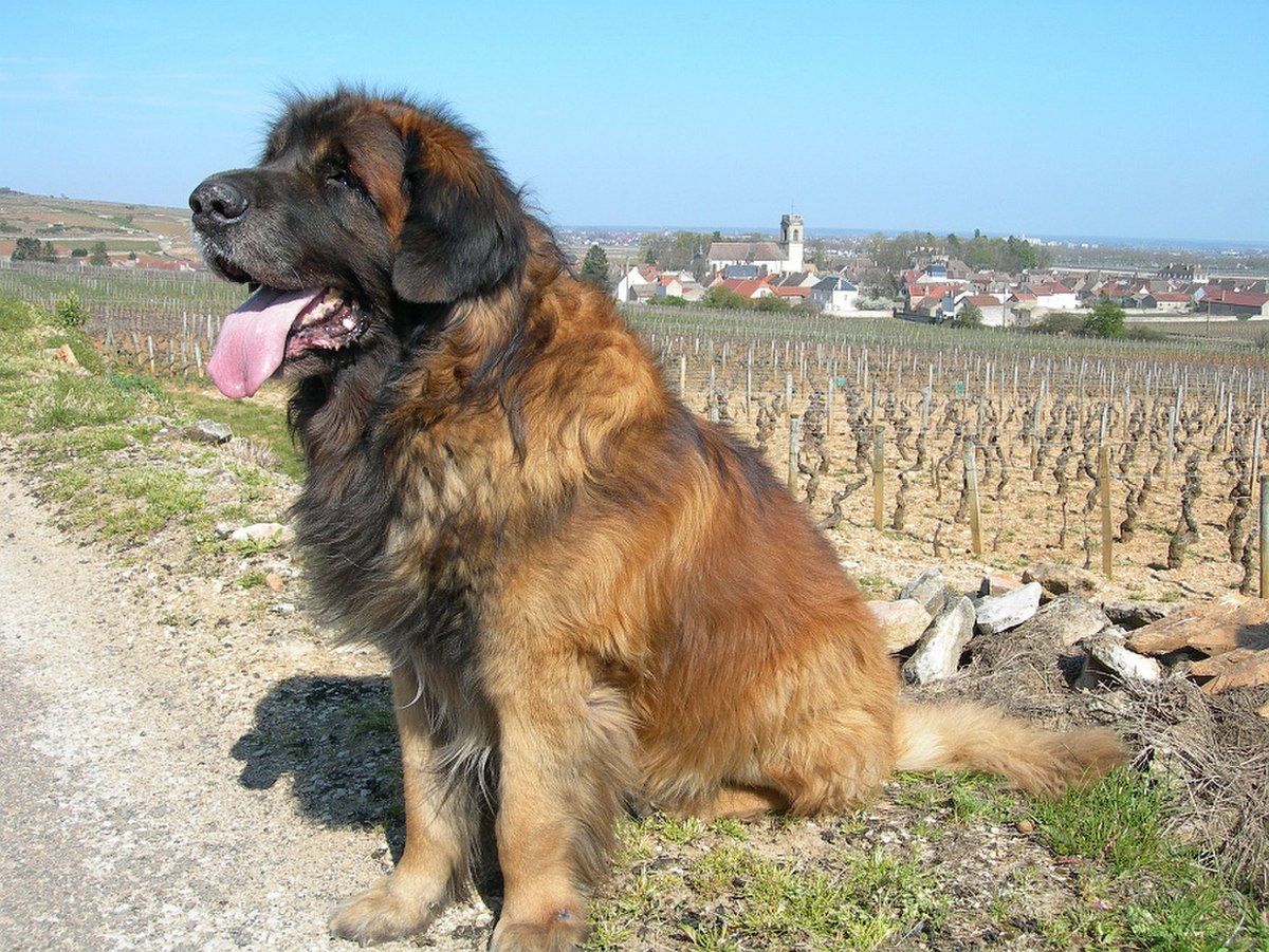 Leonberg (chien)