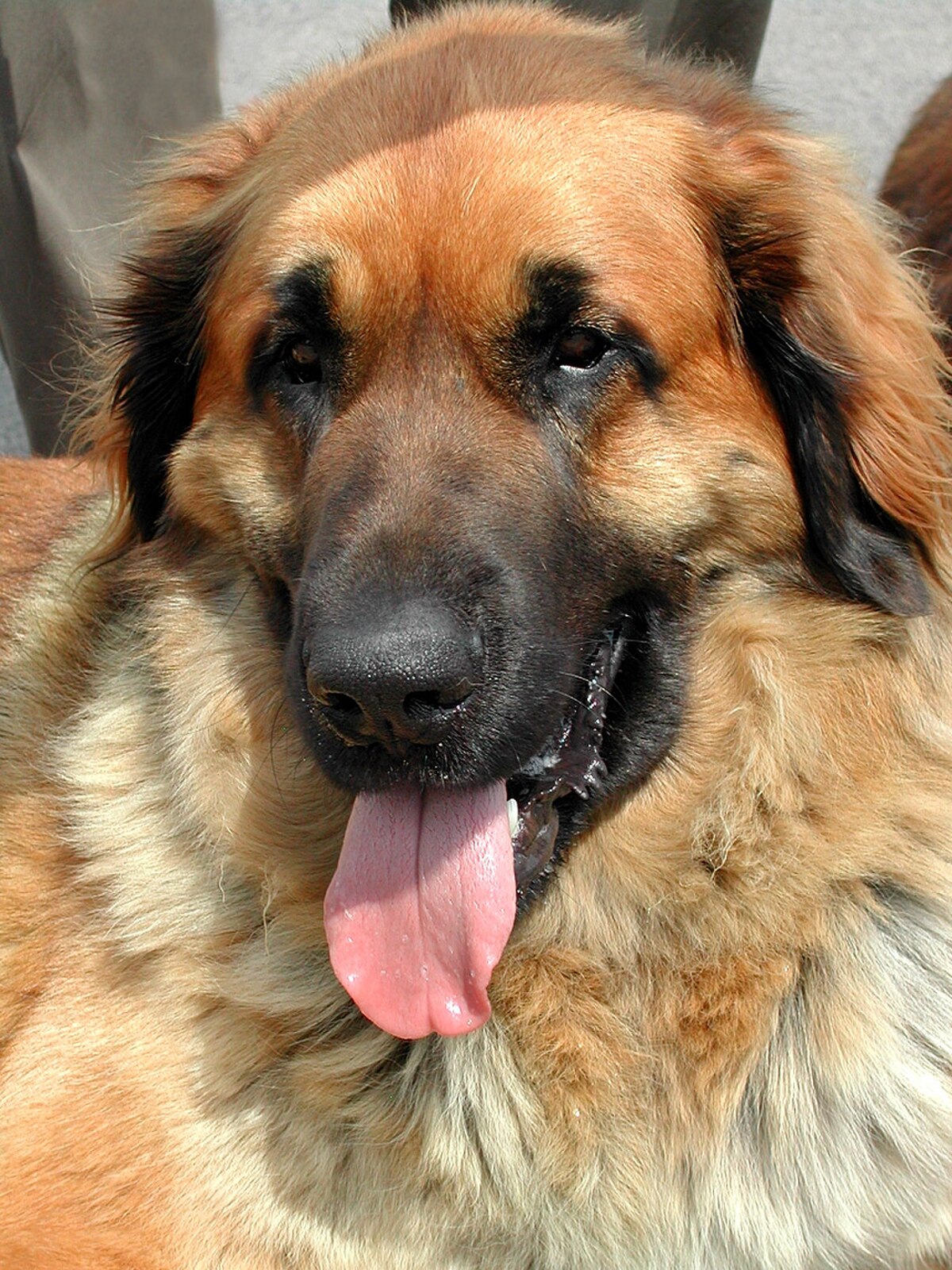 Leonberger.jpg