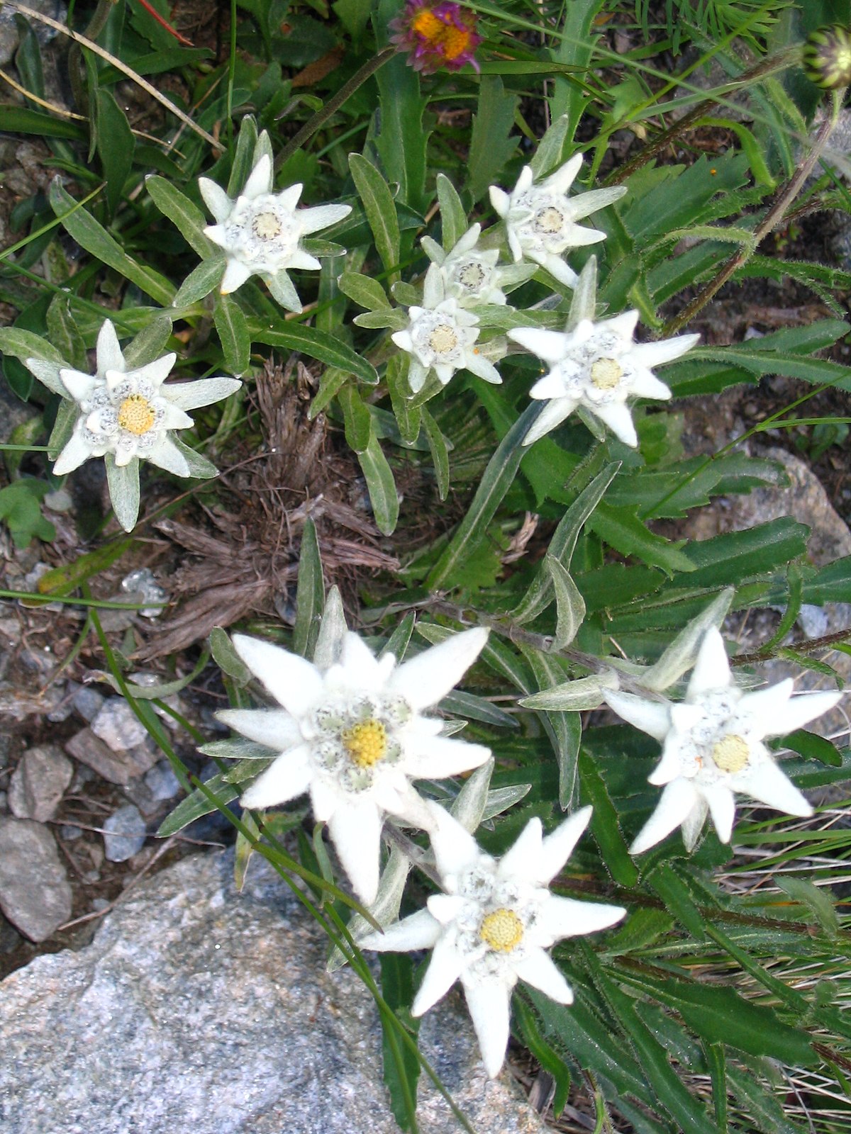 EDELWEISS