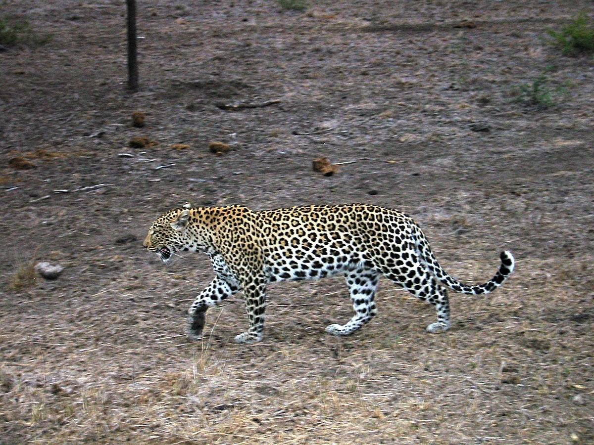 Panthera