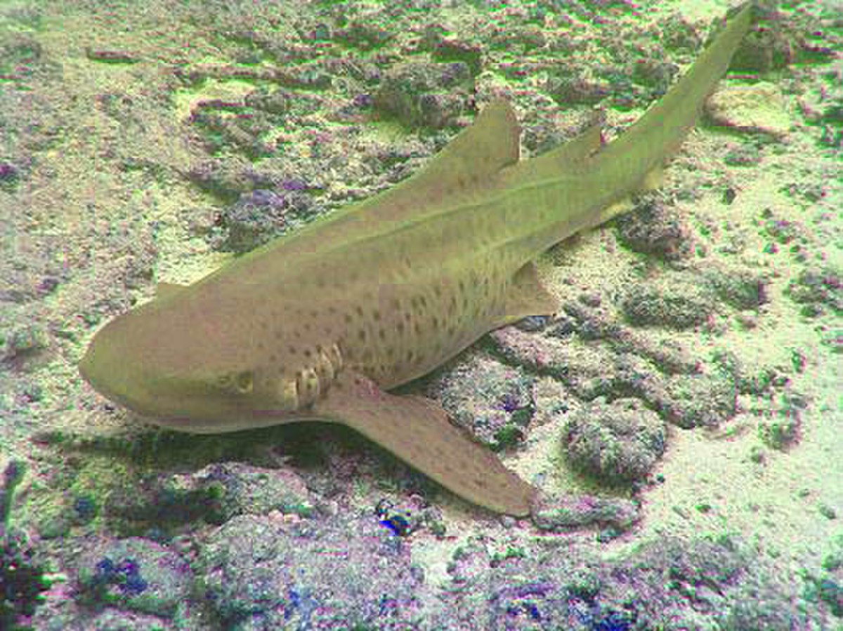 Stegostoma fasciatum