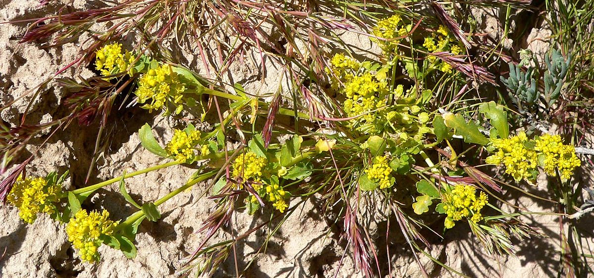 Lepidium flavum