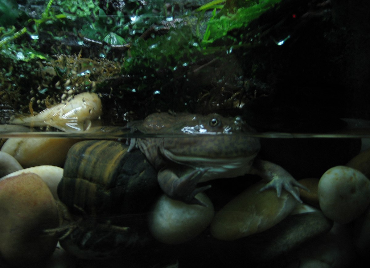 Lepidobatrachus llanensis