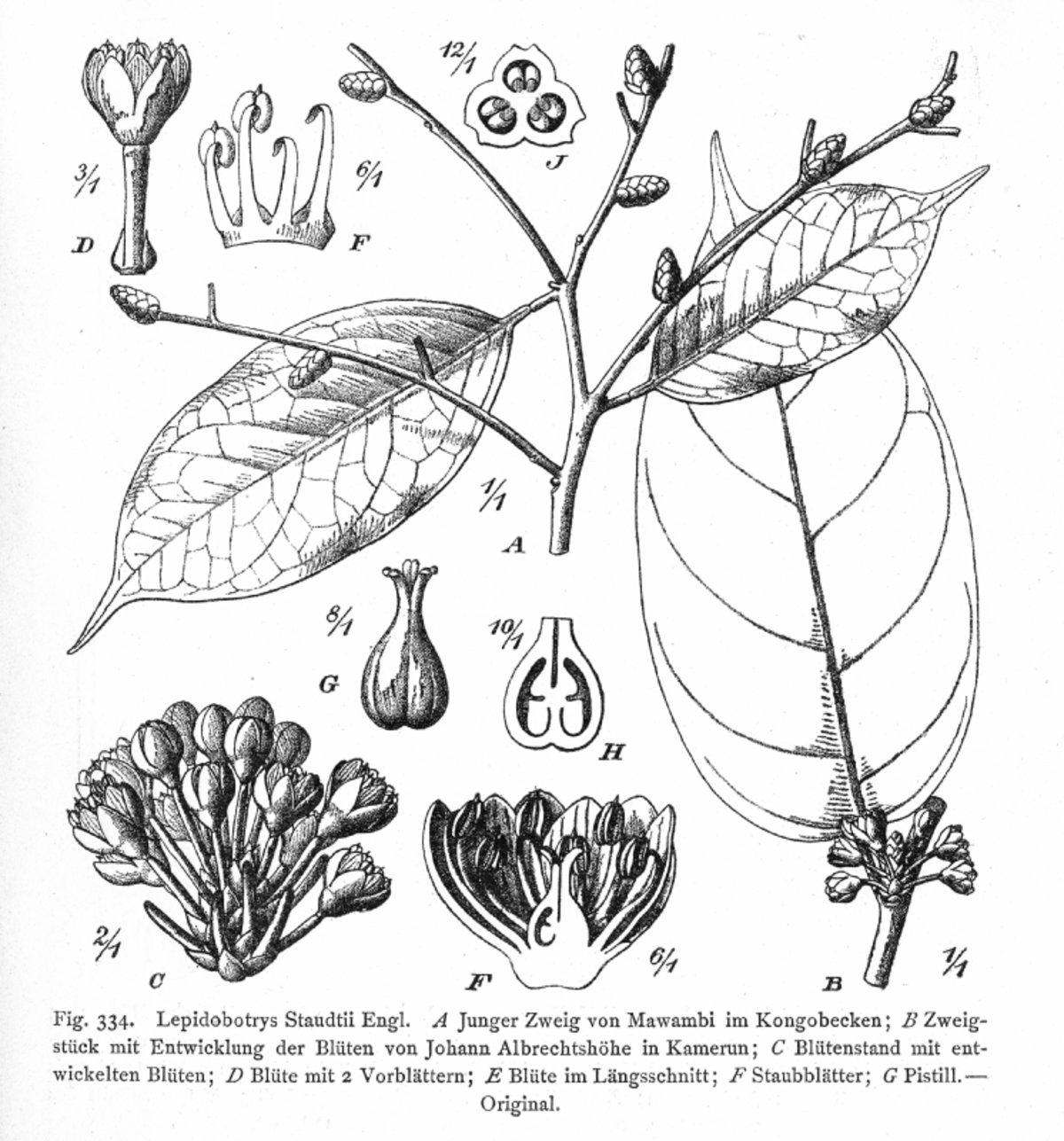 Lepidobotryaceae