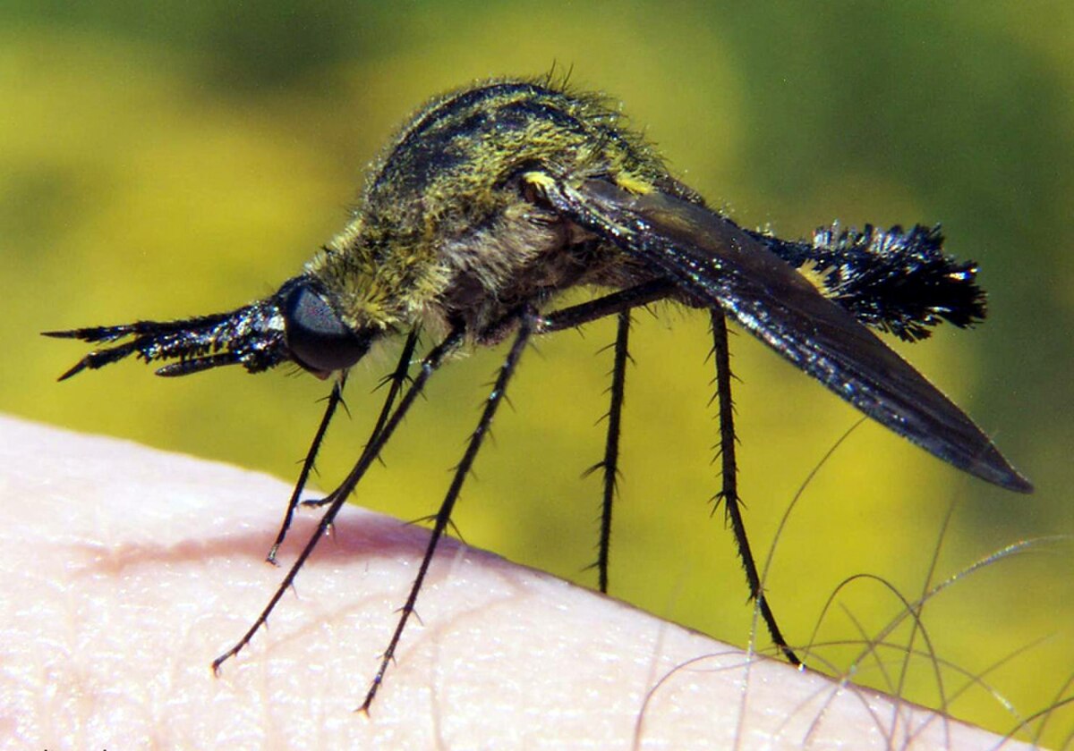 Bombyliidae