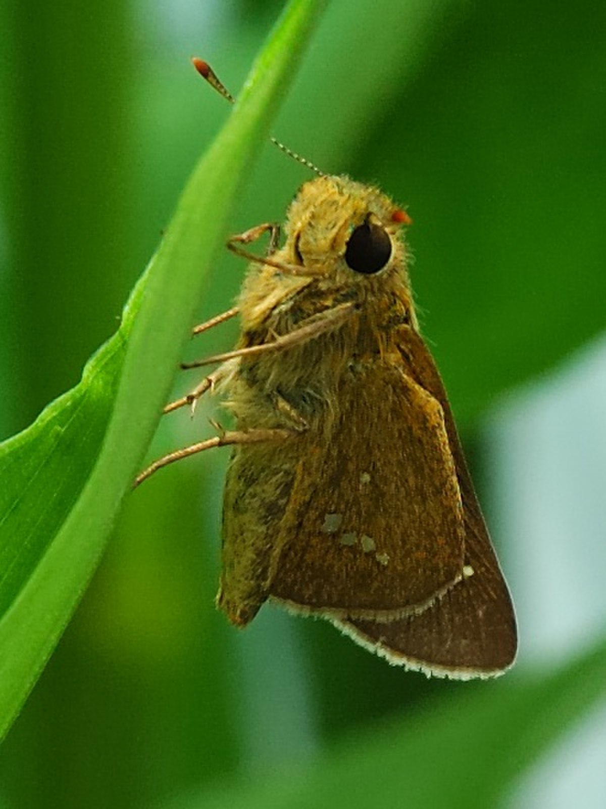 Hesperiinae