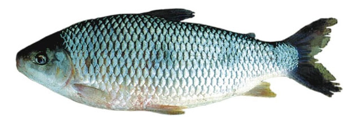 Anostomidae