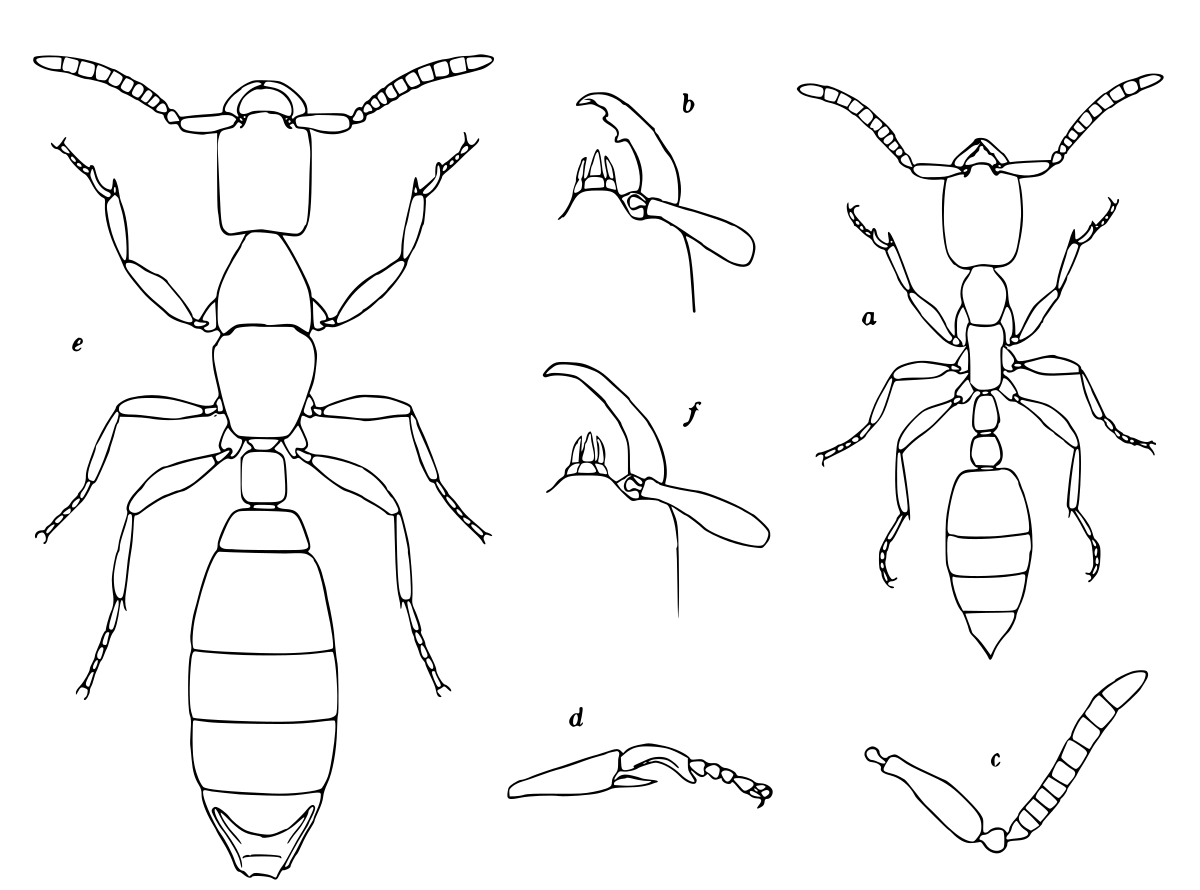 Leptanillinae