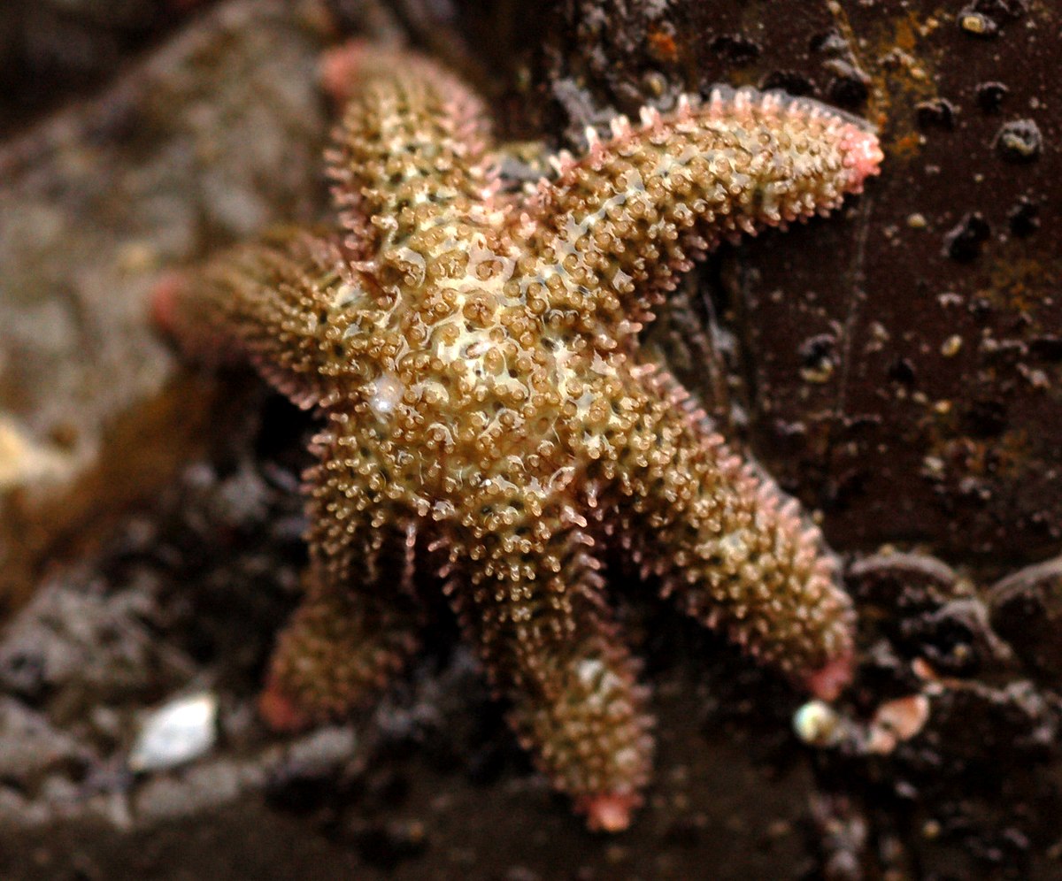 Leptasterias