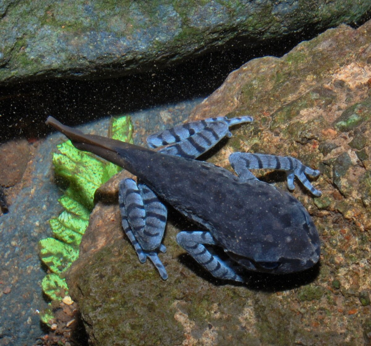Leptobrachium