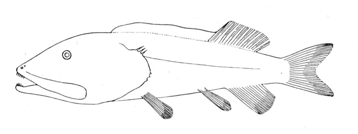 Leptochilichthys