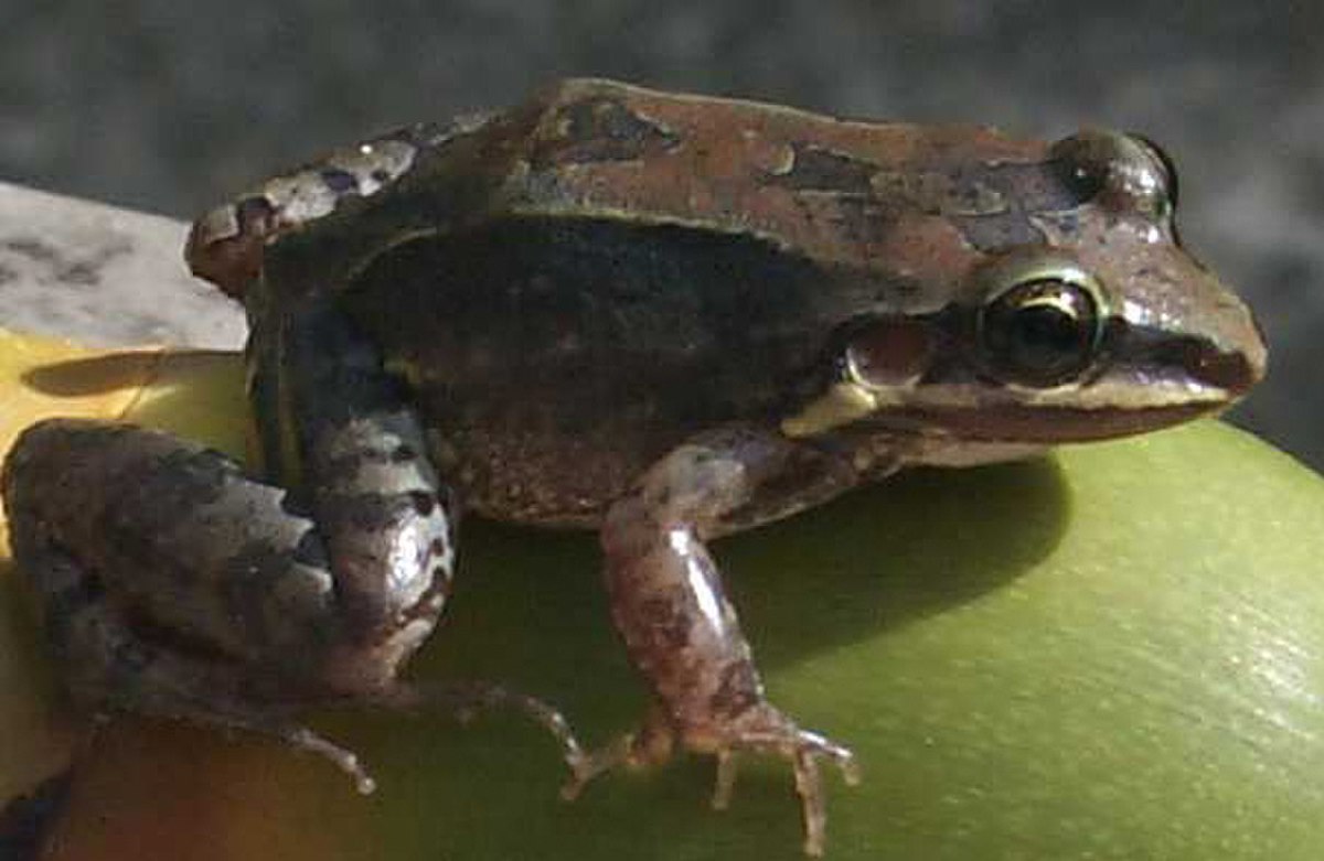 Leptodactylidae