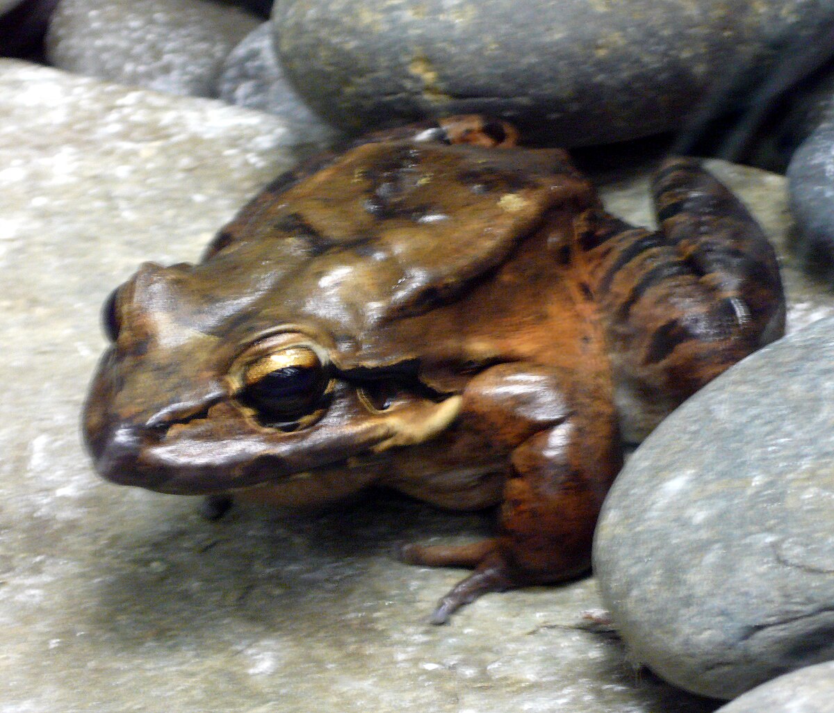 Leptodactylus fallax