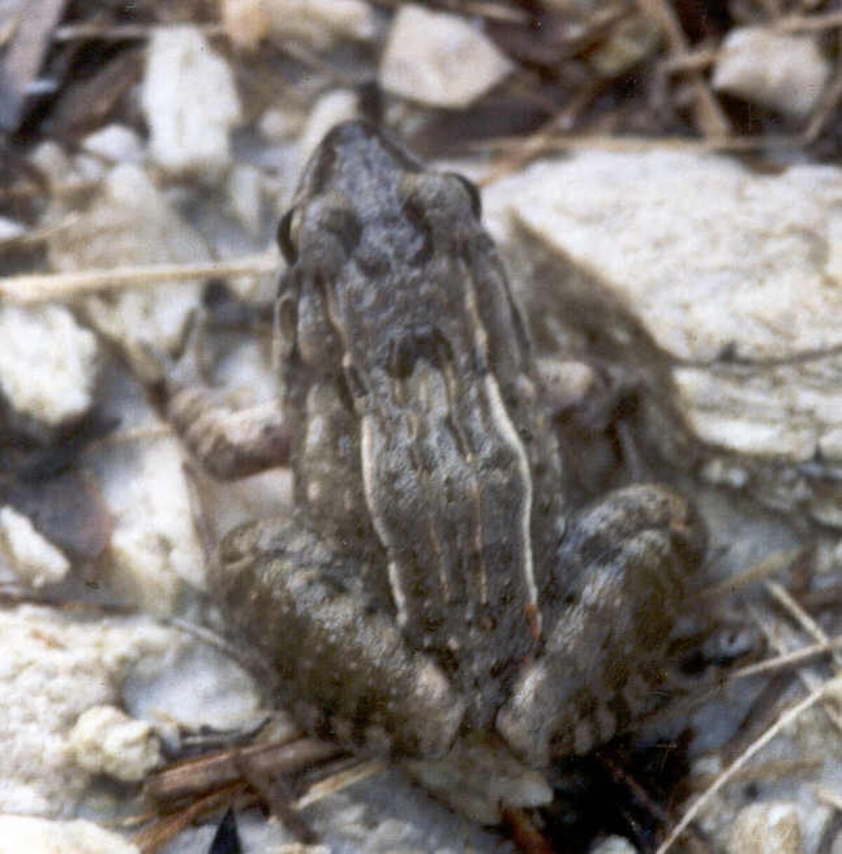 Leptodactylus fuscus