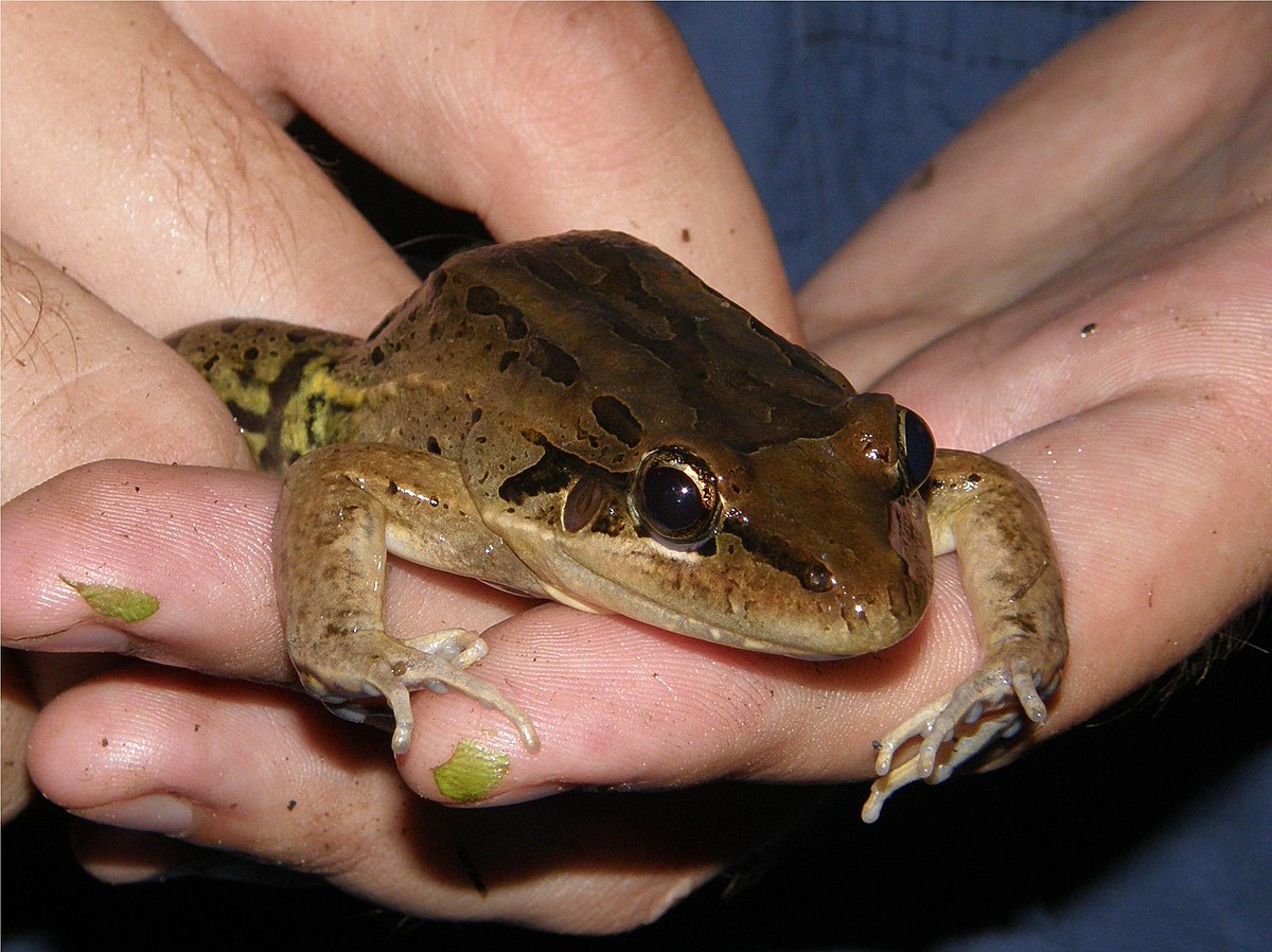 Leptodactylus bolivianus
