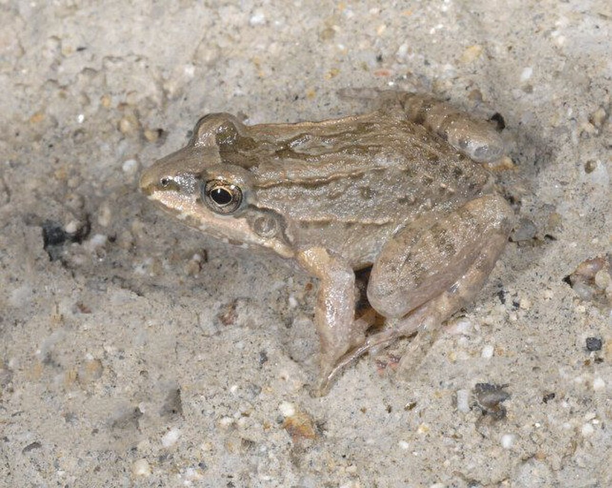 Leptodactylus labrosus