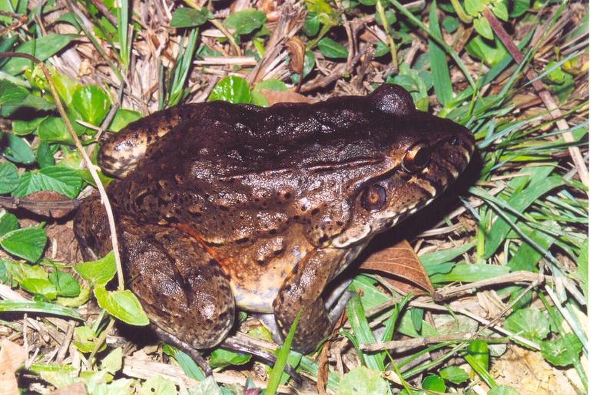 Leptodactylus labyrinthicus