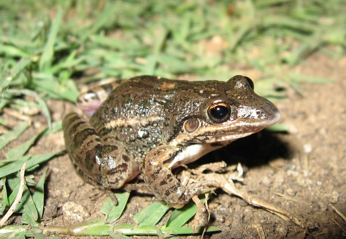 Leptodactylus latinasus