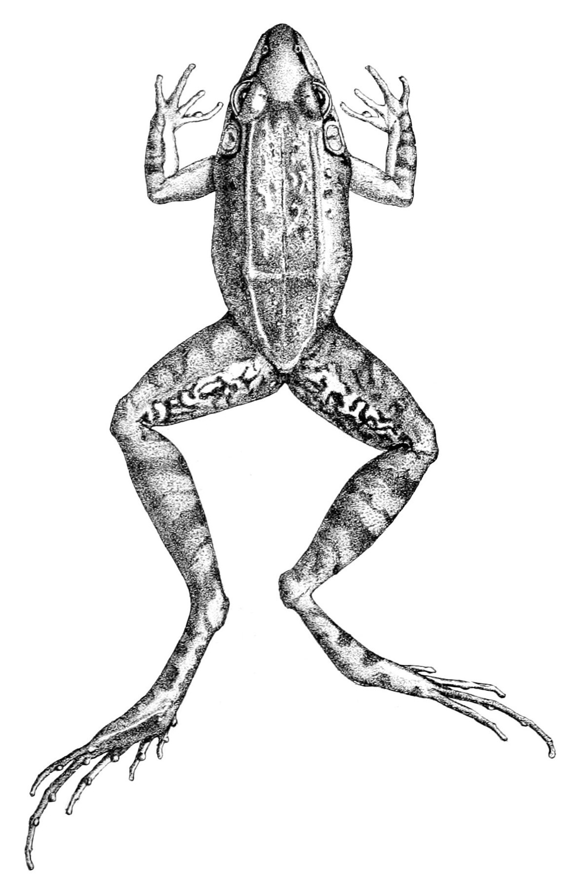 Leptodactylus longirostris